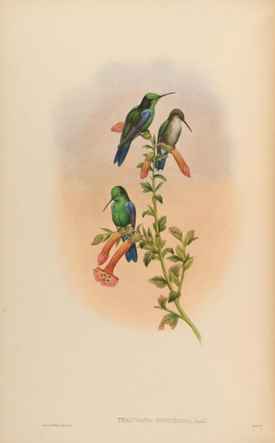 Thalurania hypochlora = Thalurania fannyi hypochlora by John Gould